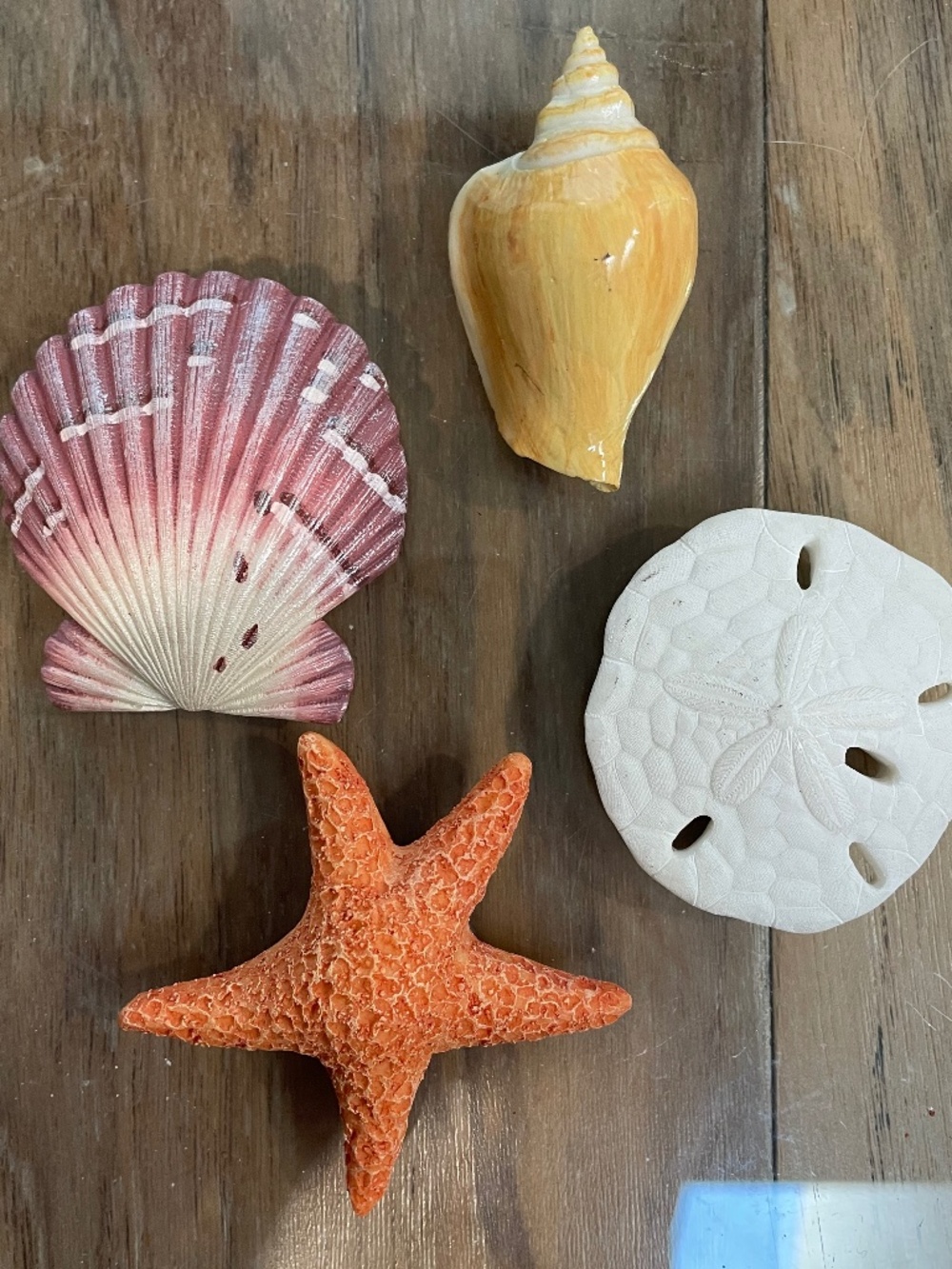 Shell Magnet Set (4 Pieces Available)